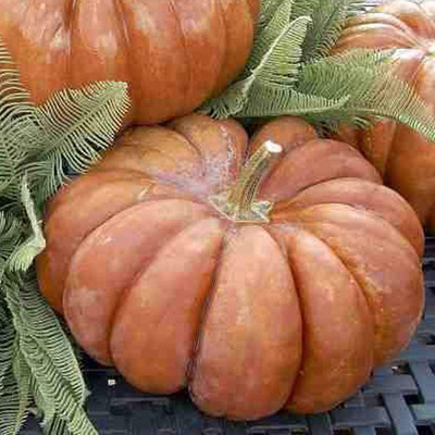 VibeX ® XLR-481 French Pumpkin Musquee De Provence Seed(50 per packet)