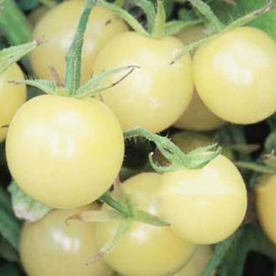 CYBEXIS F1 Hybrid White Tomato Seeds2000 Seeds Seed(2000 per packet)