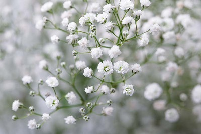 Mozette Hybrid Gypsophila Seed(50 per packet)