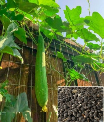 Avysa Sponge Gourd Loofa Seed(800 per packet)