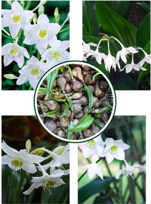 LIVE GREEN Summer Flower bulb Lycoris Lily Pack of 5. Best For Home And Gardening. Seed(5 per packet)