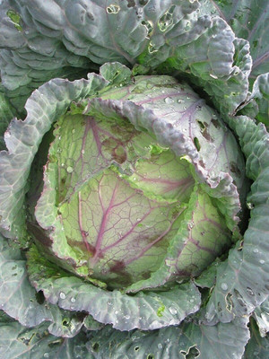 CYBEXIS Good Germination Seeds of Cabbage1000 Seeds Seed(1000 per packet)