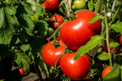 SH ENTERPRISE tomato Seed(120 per packet)