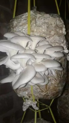 MAA Mushroom Seed(35 per packet)