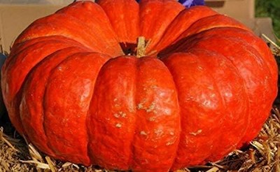 CRGO DIOART-CFR-™Seeds Pumpkin Red Kavbuz-15 SEEDS-PS15 Seed(15 per packet)