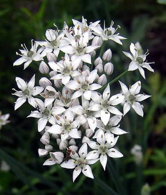 CYBEXIS LX-64 - Garlic Chives for Planting - (250 Seeds) Seed(250 per packet)