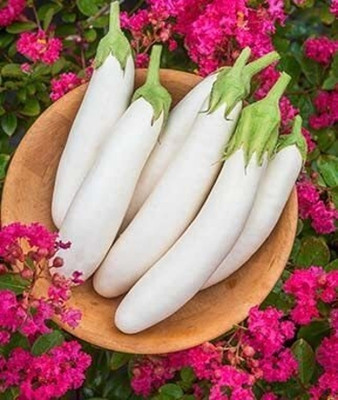 Aywal Brinjal Seed(100 per packet)