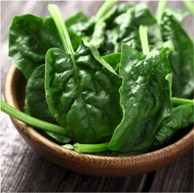 Qualtivate PUAS-277 Bloomsdale Long Standing Spinach Seed(500 per packet)