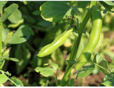 WANCY Coarse Broad Bean Organic Seed(25 per packet)