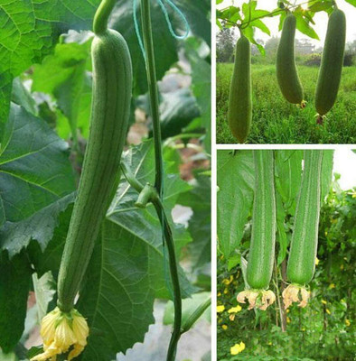 CYBEXIS Loofah Seeds Green Sponge Gourd Slender Loofah Annual Heirloom Seed200 Seeds Seed(200 per packet)