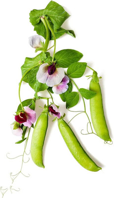 KNESSiN Pea Green Pods Seed(500 per packet)