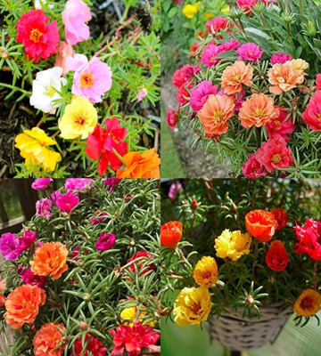 ibains Portulaca 10 o clock flower seeds bij 70 Seed(70 per packet)