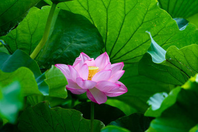 DROXTY lotus,kamal seeds Seed(12 per packet)