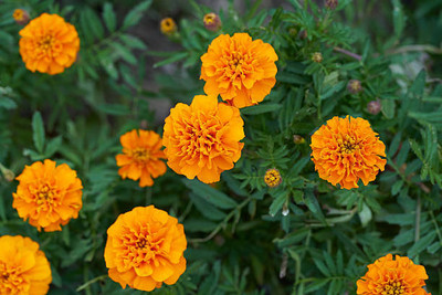 LiveNature marigold/gende ka phool flower seeds Seed(50 per packet)