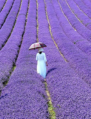 KNESSiN Herb - True English Lavender[400 Seeds] Seed(400 per packet)