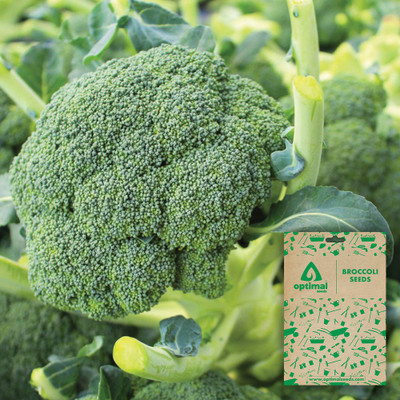 Optimal Seeds Broccoli Seed(50 per packet)