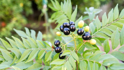 BDSresolve Kadi Patta leaves seeds Seed(20 per packet)