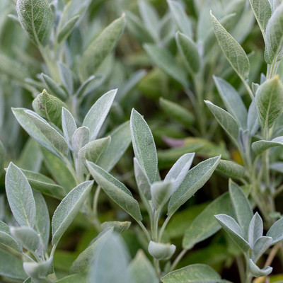 Qualtivate XXX-2A Mauve Sage Herb Seeds Seed(100 per packet)