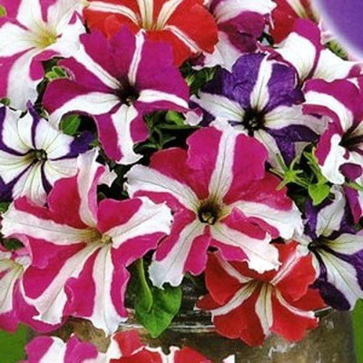 CYBEXIS TLX-58 - Petunia Starfall Rainbow Mix - (60 Seeds) Seed(60 per packet)