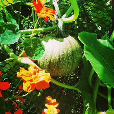 Farmonix Pumpkin Desi - Green Seeds Seed(1000 per packet)