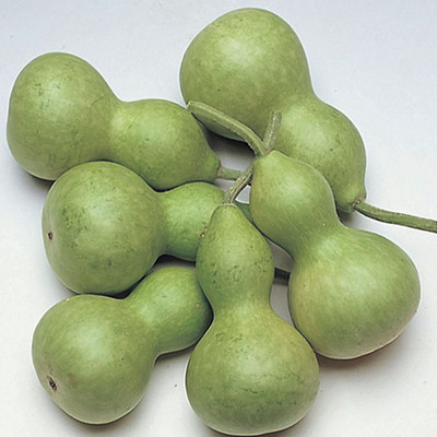 CYBEXIS VXI-19 - Calabash Round Bottle Gourd - (300 Seeds) Seed(300 per packet)
