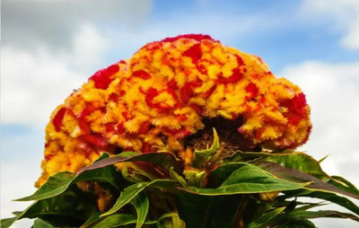 UGRA VARIEGATED COCKSCOMB Seed(10 per packet)