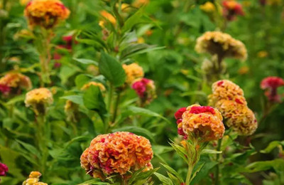 UGRA VARIEGATED COCKSCOMB Seed(5 per packet)