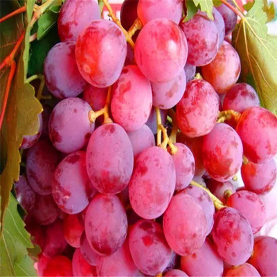 PASCLE Red Globe, Flame Grapes Seed(50 per packet)