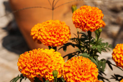 USTAR marigold/gende ka phool flower seeds Seed(50 per packet)