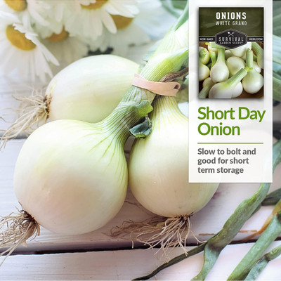 WILLVINE ROX -X White Grano Onion Seeds [2.5g] Seed(1500 per packet)