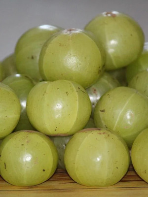 GREENSEA Amla, Gooseberry, Amloki Seed(40 per packet)