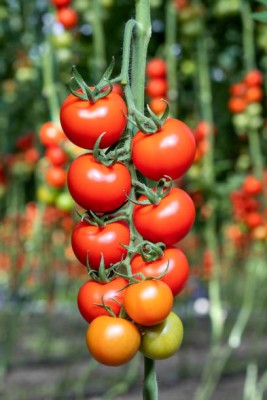 Ultrawise tomato Seed(150 per packet)