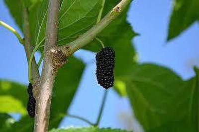 Oliver mulberry(shahatoot) Seed(98 per packet)