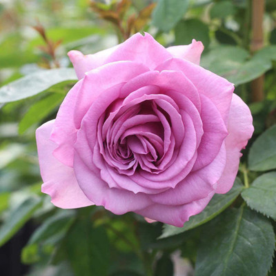 CYBEXIS NBIR-42 - Purple Climbing Rose - (100 Seeds) Seed(100 per packet)