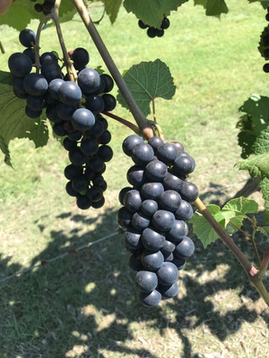 PASCLE Black Globe Grape Extra Super Sweet Seed(50 per packet)