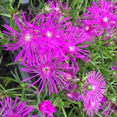 CYBEXIS Seeds Ice Plant Table Mountain Seed(50 per packet)