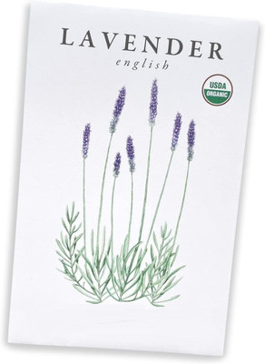 VibeX ® LXI-295 Lavender English Lavandula Angustifolia Seed(500 per packet)