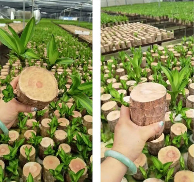 ibains Brazil wood tree Seed(1 per packet)