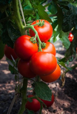 KTM Group tomato Seed(25 per packet)