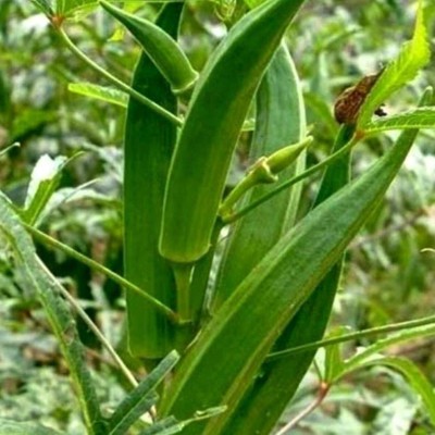 KNESSiN Lady Finger Bhindi Okra[300 Seeds] Seed(300 per packet)