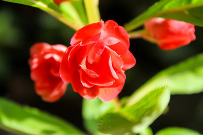 XOLDAA BALSAM FLOWER SEEDS Seed(30 per packet)