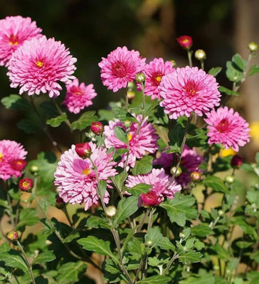 ibains Winter sevanti flower seeds Seed(11 per packet)