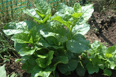 Cloud Farm PUA-9A Malabar Spinach Green Stem Variety Seed(50 per packet)