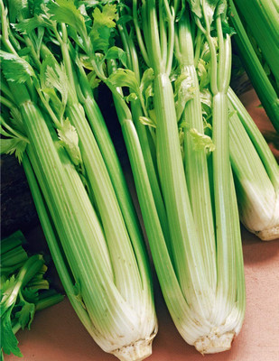 VibeX PAU-45 - Celery Tall Utah 52-70 - (2250 Seeds) Seed(2250 per packet)