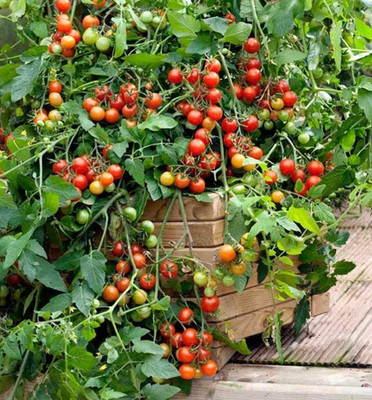WILLVINE Tomato Cherry - LIZZANO F1-Seeds - Late Blight Tolerant-[3000 Seeds] Seed(3000 per packet)