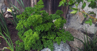WILLVINE NDIR-257 Parsley Seeds - Double Curled Seed(500 per packet)