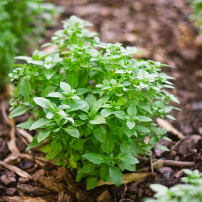 WILLVINE LX-39 Spicy Globe Basil Seeds Seed(1000 per packet)