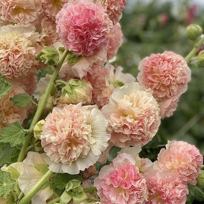 Lorvox Holyhock Plant Seed(20 per packet)