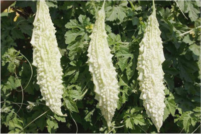 DIVINE BITTERGOURD Seed(75 per packet)