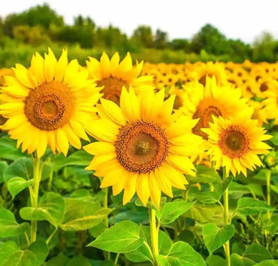 DEYS AGRO ™ sunflower flower seeds for planting for all seasons Seed(20 per packet)